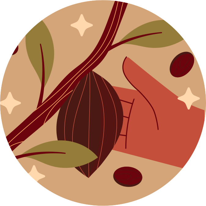Illustrazione del cacao
